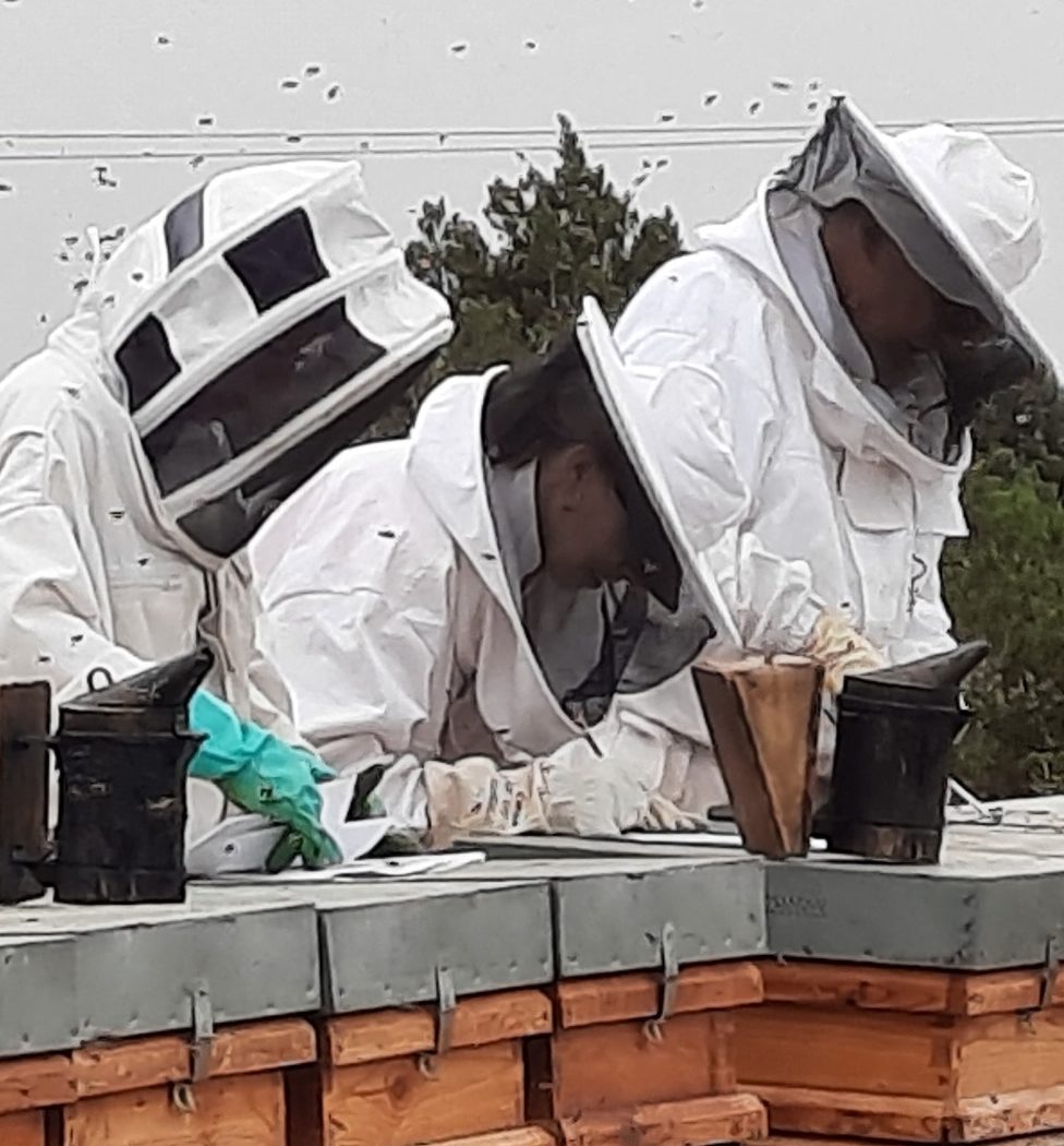 PONENCIA: IMPACTO DE LA NUTRICIÓN EN LA SALUD DE LAS ABEJAS 