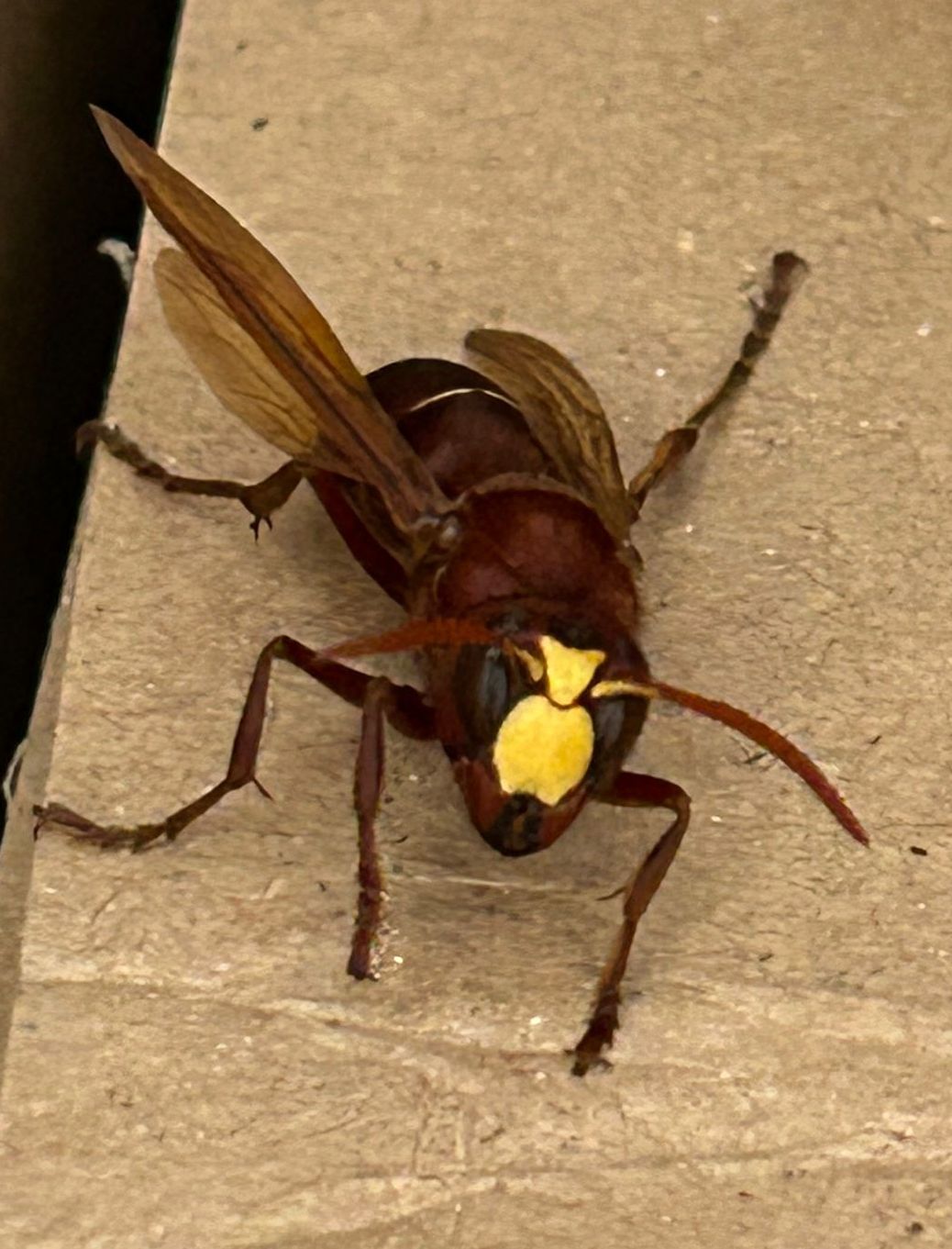 MESA REDONDA: CONTROL DE AVISPA ORIENTALIS